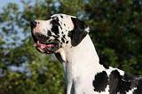 DOGUE ALLEMAND 356
